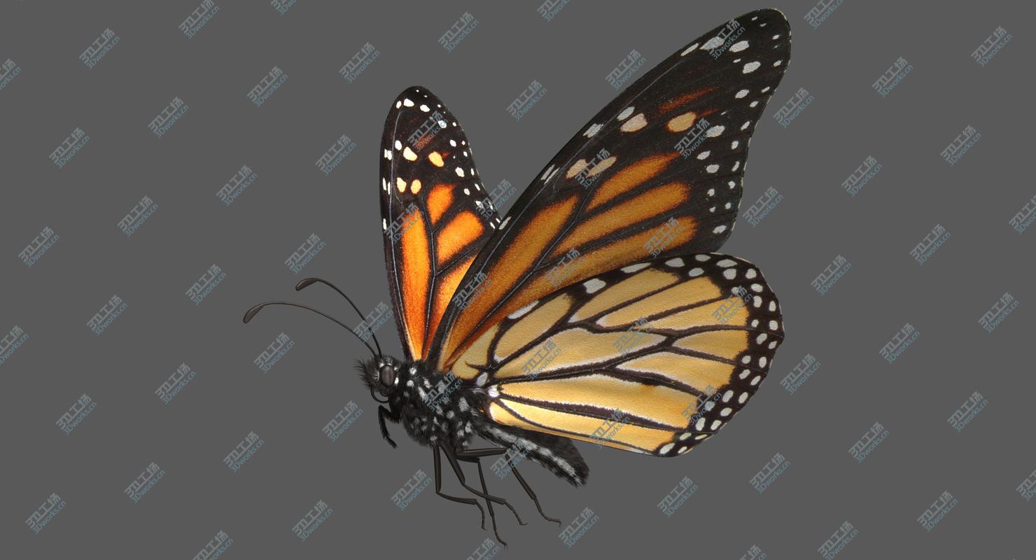 images/goods_img/202104094/Monarch Butterfly Rigged 3D/2.jpg